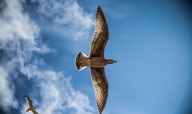 Sea Gull 765490 640