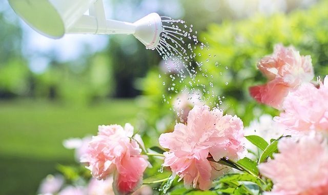 Watering 2389940 640