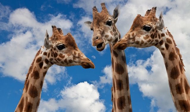 Giraffes 627031 640